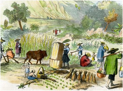 中国收成，香港，c1875 作者 不明