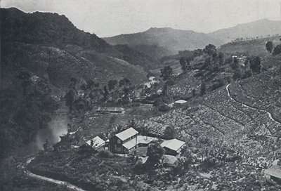 斯里兰卡茶园，1924年 作者 不明