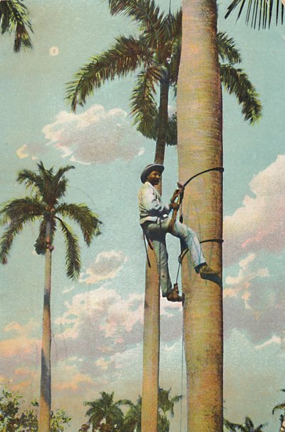 爬皇家棕榈-爬皇家棕榈，1910年。 作者 不明