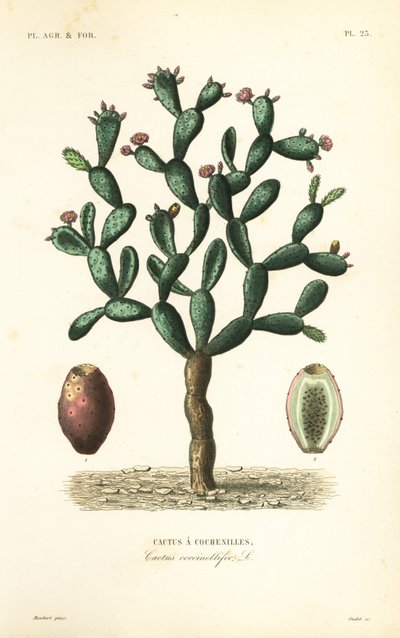 茯苓仙人掌, Nopalea cochenillifera, Opuntia cochenillifera, Cactus cochenillifer, Cactus coccinellifer, Cactus a cochenilles 作者 不明