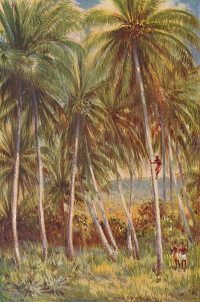 可可坚果棕榈，1924年 作者 不明