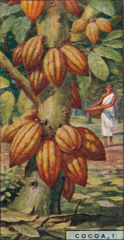 1.可可粉-可可树，特立尼达，1928年 作者 不明