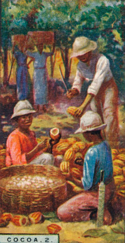 可可，2。-打开豆荚，特立尼达，1928年 作者 不明