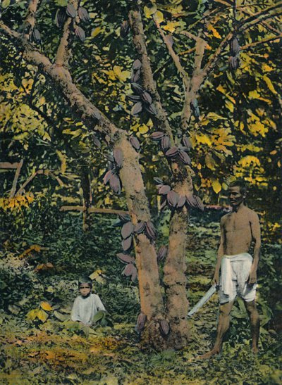 千斤顶可可豆，特立尼达和多巴哥，c1914。 作者 不明