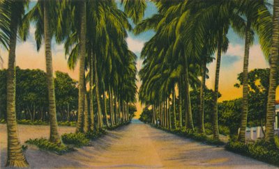椰子大道，巴兰基亚，c1940年代， 作者 不明
