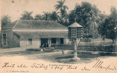 咖啡种植园，c1900 作者 不明