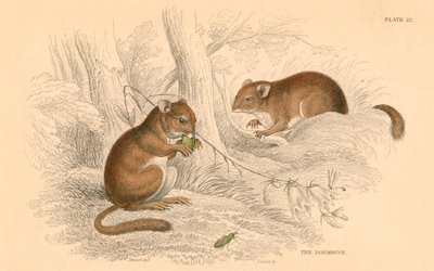 常见的睡鼠Muscardinus arvellanarius，冬眠的啮齿动物，1828年 作者 不明