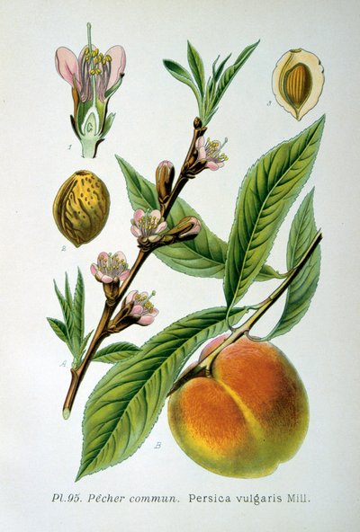 普通桃子，1893年 作者 不明