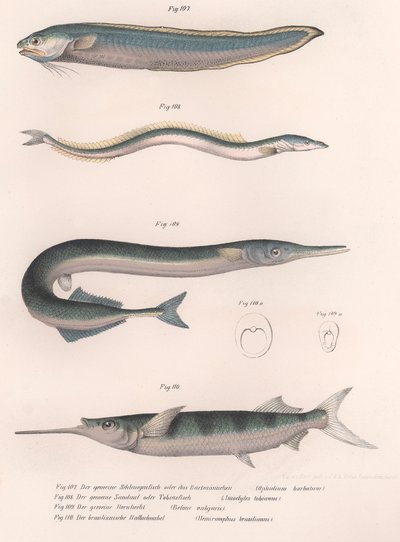 常见的蛇鱼。普通的鳗鱼。普通的霍恩赫特。巴西半喙，约1850年代 作者 不明
