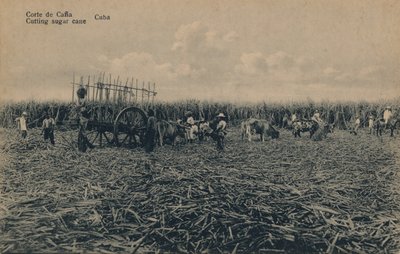 科尔特·德·卡纳-切甘蔗-古巴，c1910 作者 不明