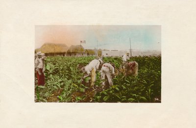 烟草收获。 -烟草种植园，C1910 作者 不明