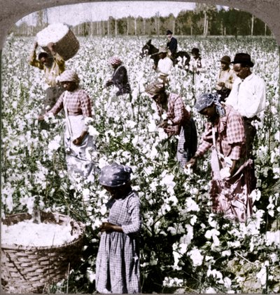 棉花为王-采摘工作的人工林现场。佐治亚州c1900 作者 不明