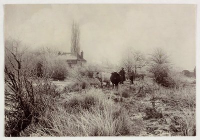 "霜场上的奶牛"，1890年的作品 作者 不明