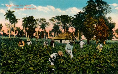 古巴：Vega烟草。烟草种植园，c1900年 作者 不明