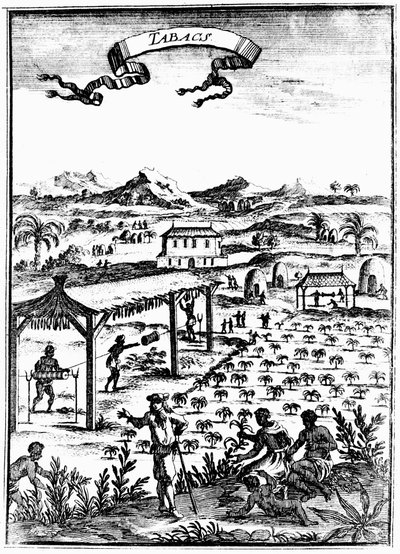 1686年在西印度群岛使用奴隶劳动来种植和治愈烟草 作者 不明