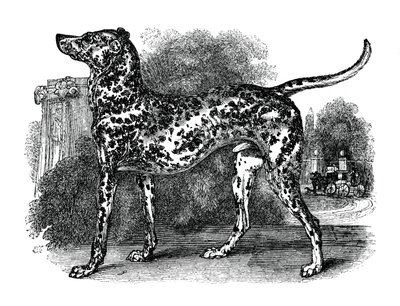 达尔马提亚犬，1848年 作者 不明