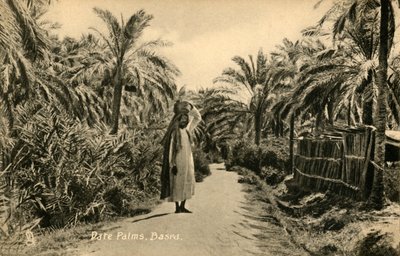 伊达棕榈（Date Palms），巴士拉（c1918-c1939）。 作者 不明