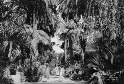 枣椰子，意大利西西里岛巴勒莫，c1920s-c1930s 作者 不明