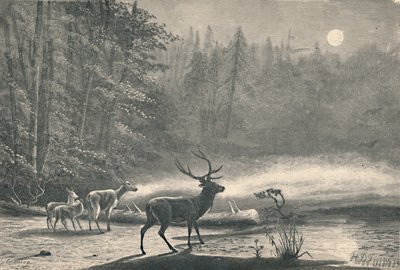 1883年晚上，瑞吉湖上的鹿 作者 不明