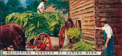 1926年在Curing Barn运送烟草 作者 不明