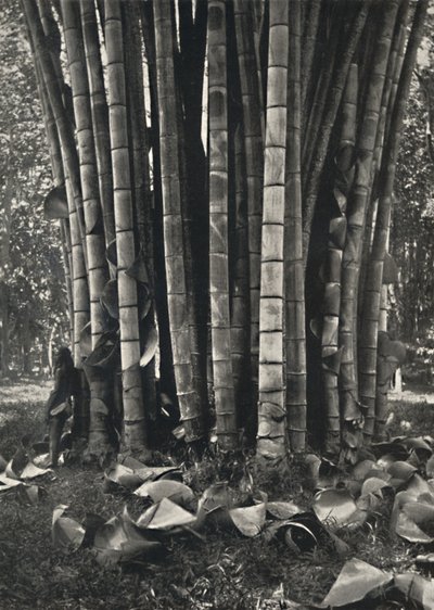 1926年在Peradeniya的巨型竹子植物的茎的下部 作者 不明