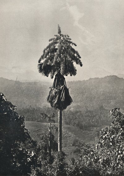 Talipotpalm Corypha umbracalifera在血液中，1926年 作者 不明