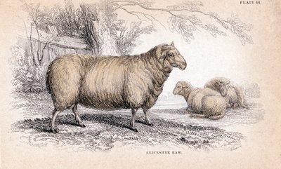 迪什利-新莱斯特公羊，约1840年 作者 不明