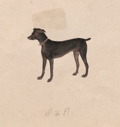 狗，1800年代。 作者 不明