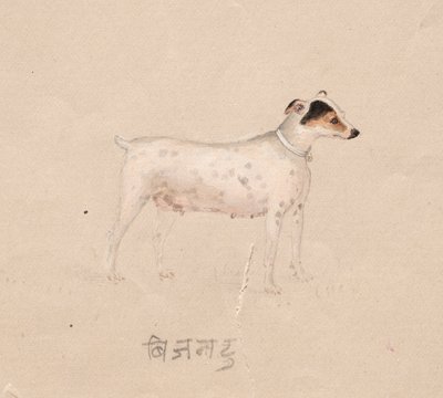 狗，1800年代。 作者 不明