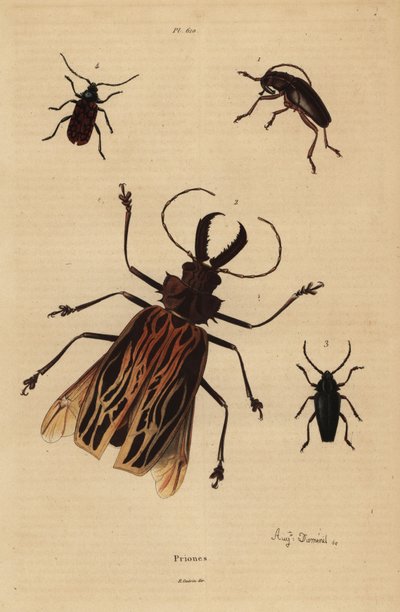 Dorysthenes paradoxus 1, Macrodontia cervicornis, vulnerable 2, Elateropsis lineatus 3 and Prionus versicolor 4 作者 不明