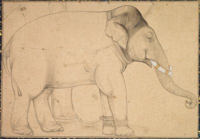 大象的图画，c。 1700。 作者 不明