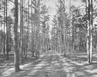 驾车在美国新泽西州莱克伍德的皮尼森林公园（Piney Woods Park），摄于1900年。 作者 不明