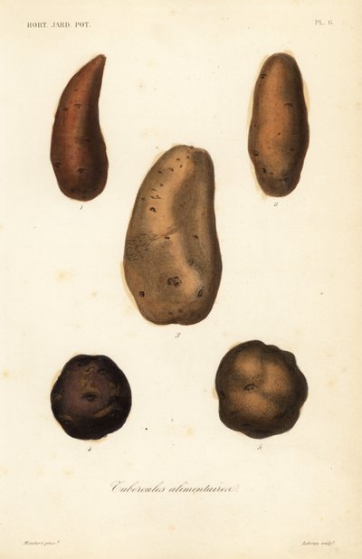 Edible tubers, Tubercules alimentaires 作者 不明