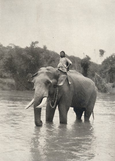 Elefant mit Kornak In der Mahavaliganga，1926年 作者 不明