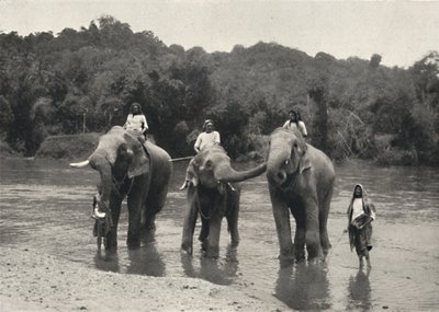 大象在洗澡Mahaaliganga，1926年 作者 不明