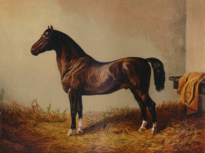 整个小马·哈克·唐·卡洛斯（c1897）。 作者 不明