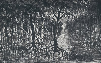 赤道非洲森林，1924年 作者 不明