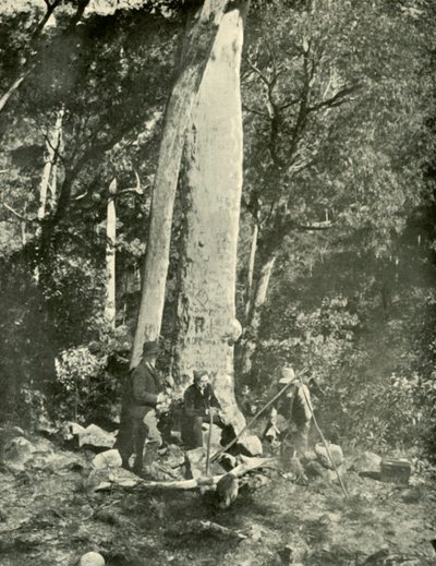 Eurobin瀑布，布法罗山脉，1901年。 作者 不明
