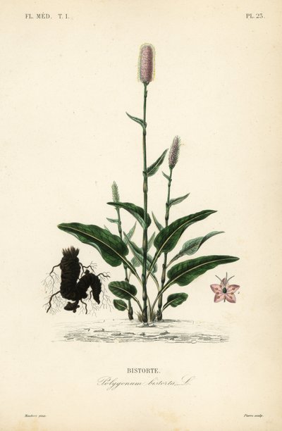 European bistort or snakeroot, Persicaria bistorta, Polygonum bistorta, Bistorte 作者 不明