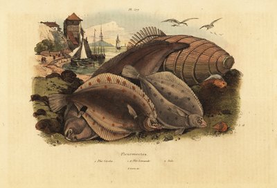European plaice, Pleuronectes platessa 1, common dab, Limanda limanda 1a, and Dover sole, Solea solea 2 作者 不明
