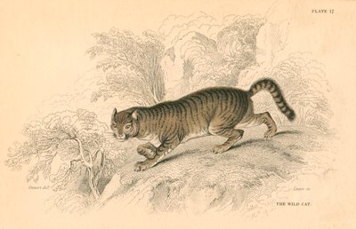 欧洲野猫猫，1828 作者 不明