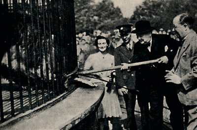 喂食Rota，《品纳狮子》，1940年代，1945年。 作者 不明
