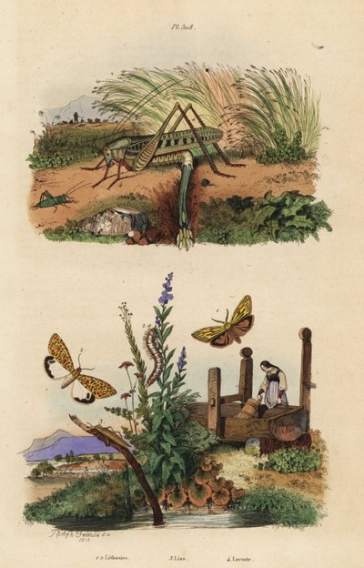 雌性疣刺蝗产卵、Decticus verrucivorus 4、有羽毛的仆从、Spiris striata 1、深红色斑点小刺槐、Utetheisa pulchella 2 和 Lixus paraplecticus beetle 3. Lithosies、lixe、locuste 作者 不明