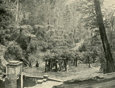 蕨树凉亭和径道，惠灵顿山，1901年。 作者 不明