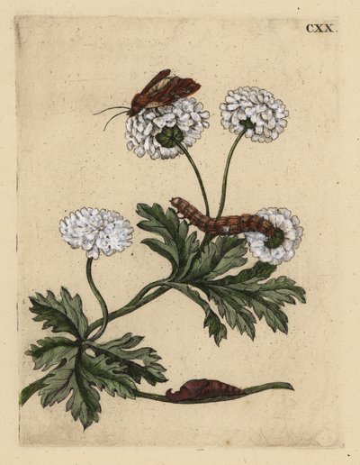 白头翁，Tanacetum parthenium，与飞蛾、毛虫和蛹，CXX 作者 不明