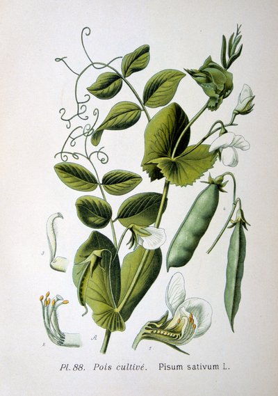 豌豆和花园豌豆，1893年 作者 不明