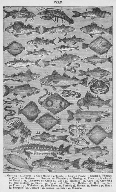 鱼，1907年，1907年 作者 不明