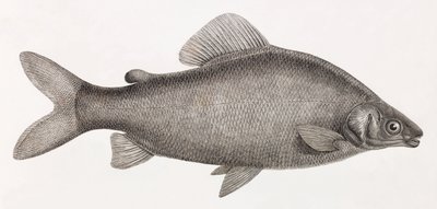 鱼： Le Characin Nefasch 作者 不明