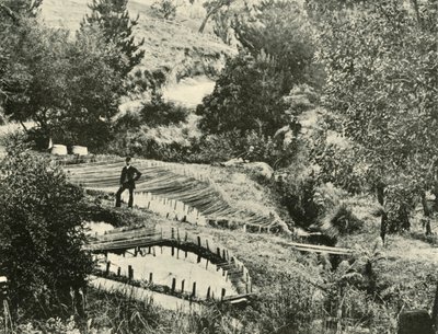 1901年，在巴拉瑞特附近的埃西尔杜尼鱼塘。 作者 不明