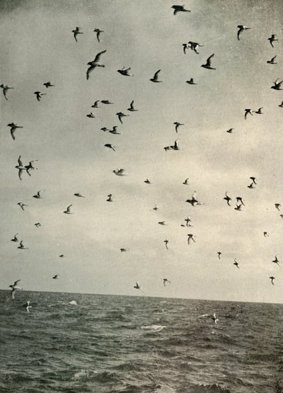 南极海燕飞行，1909年，1909年。 作者 不明